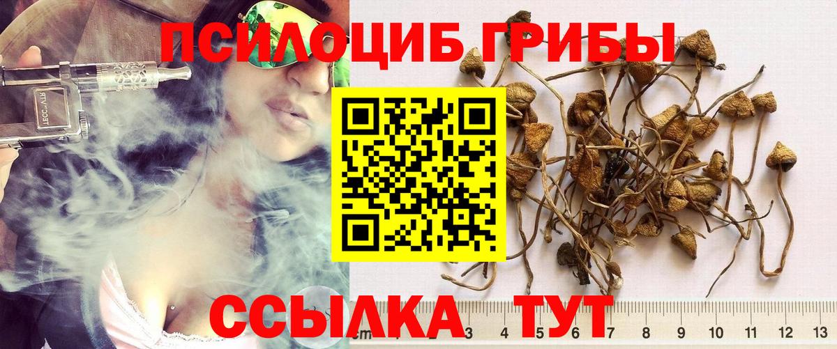 Псилоцибиновые грибы Cubensis Гурьевск
